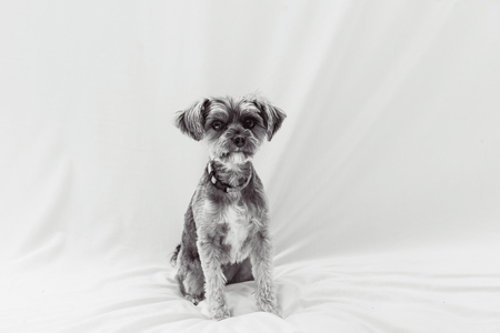 Entry image for Bella. Clicking this image will show a larger photo