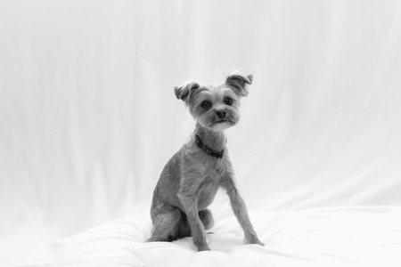 Entry image for Benji. Clicking this image will show a larger photo