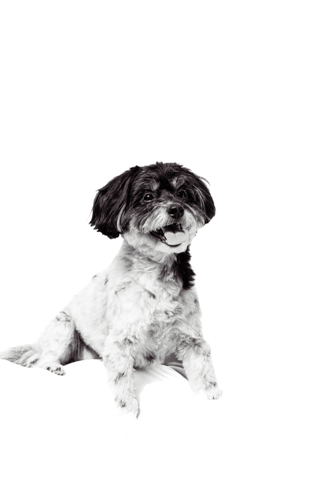 Entry image for Bonnie. Clicking this image will show a larger photo