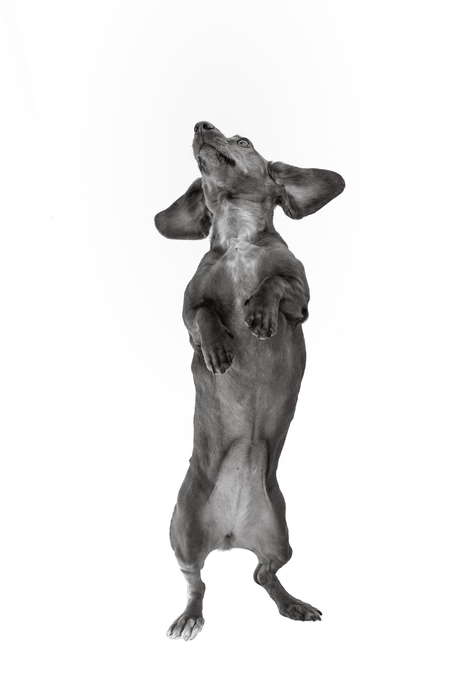 Entry image for Rizzio. Clicking this image will show a larger photo