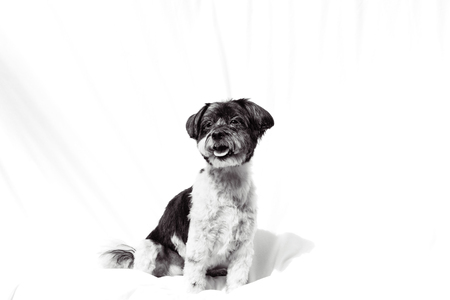 Entry image for Clyde. Clicking this image will show a larger photo