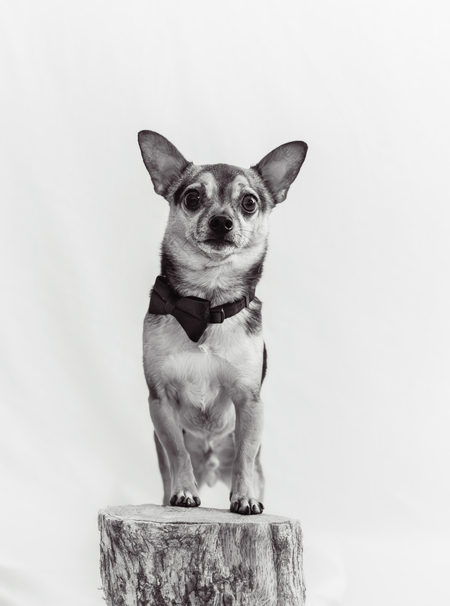 Entry image for Cooper. Clicking this image will show a larger photo