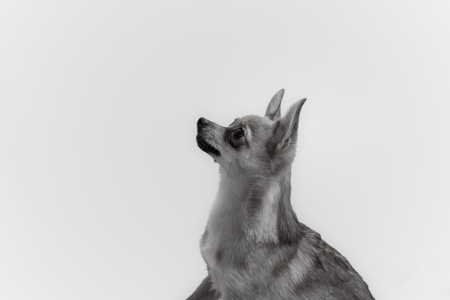 Entry image for Enzo. Clicking this image will show a larger photo