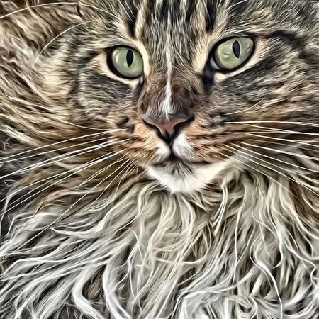 Willy