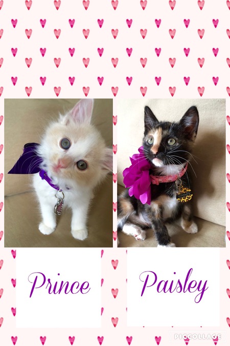 Prince & Paisley
