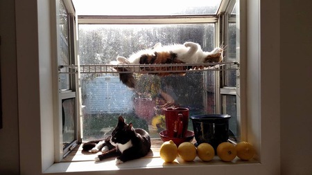 Lily & Cheswick