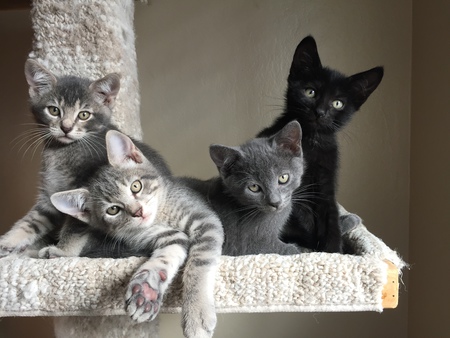 The Jazz Quartet