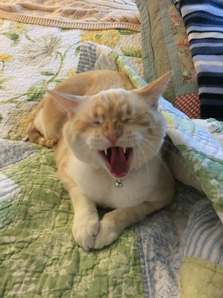 Jack