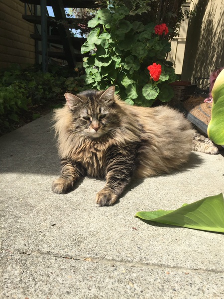 Ivy