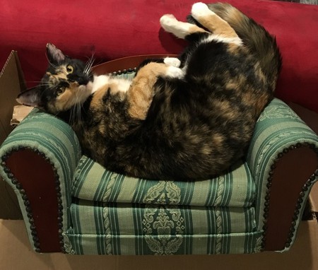 Minou