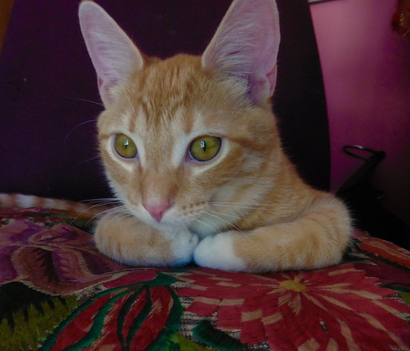 Rusty - ginger tabby male   