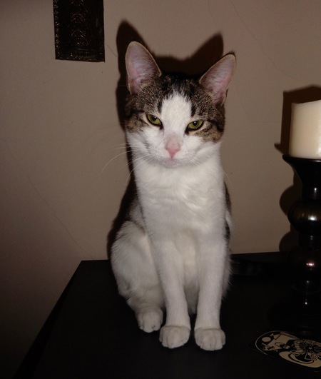 Jojo - white female with black & gray tabby cape