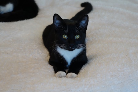 Gus
