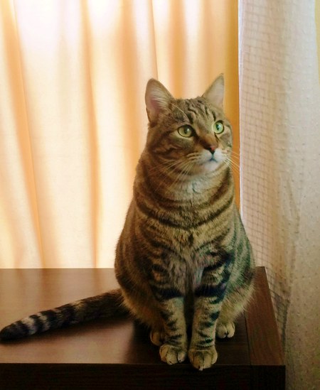 Mowmow