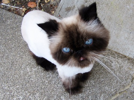 Mogwai