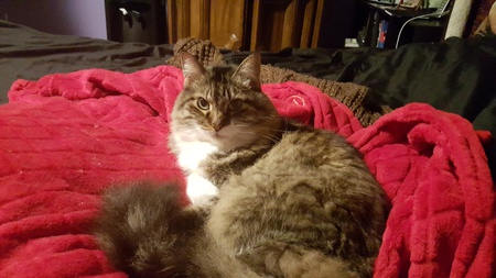 Jasmine Cecilia Marie (Jasmine for short)