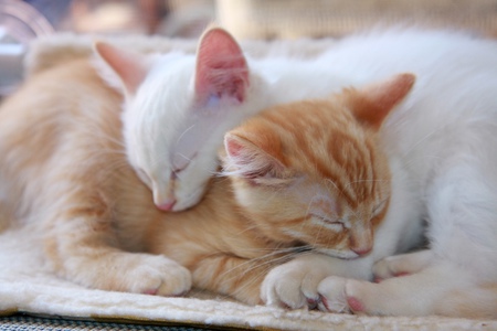 Sammy and Scout