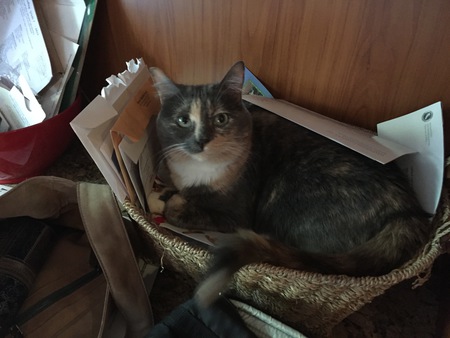 Stella