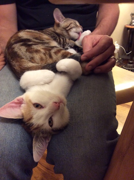 Kiwi & Mango