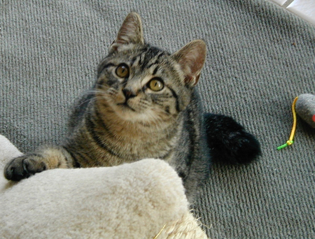 Dewey
