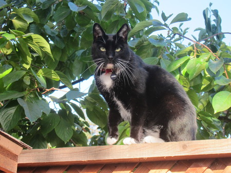 Pepper