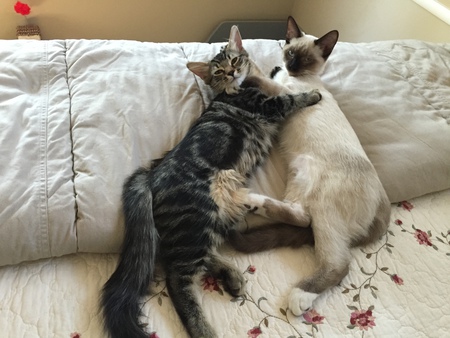 Yogi and BooBoo