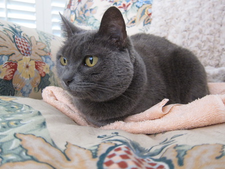 Gracie