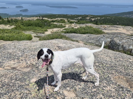 Entry image for Lady. Clicking this image will show a larger photo