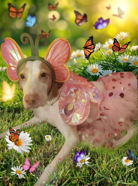 Entry image for FREYA . Clicking this image will show a larger photo