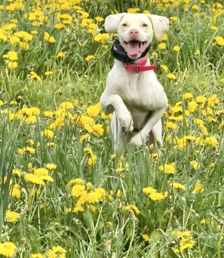 Entry image for Pickles. Clicking this image will show a larger photo