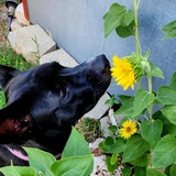 Entry image for Gracie