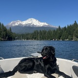 Entry image for Dottie