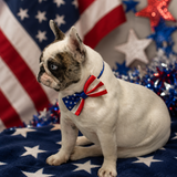 Entry image for Topper