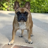 Entry image for Rocco