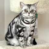Entry image for Penelope 