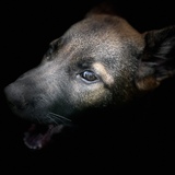 Entry image for Sami