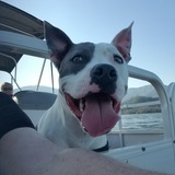 Entry image for Frankie