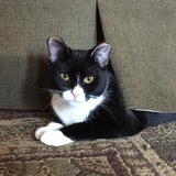 Entry image for Ziggy