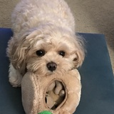 Entry image for Buddy