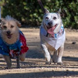 Entry image for Lewis and Freckles