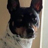 Entry image for Shiloh