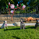 Entry image for Luna, Winnie & Leilani