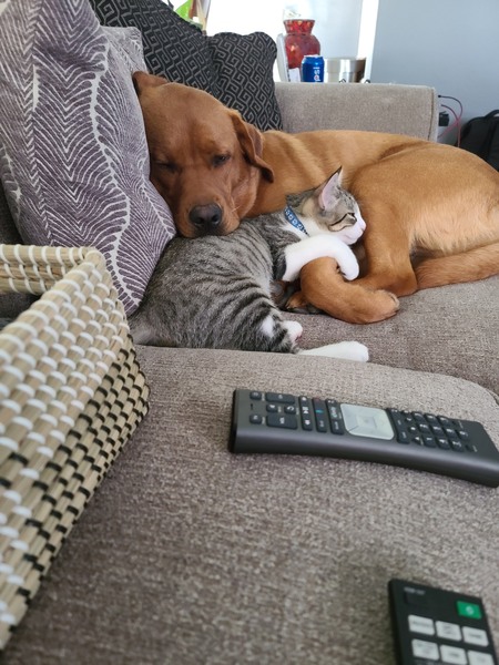 Entry image for Brooklyn and Sylvester . Clicking this image will show a larger photo