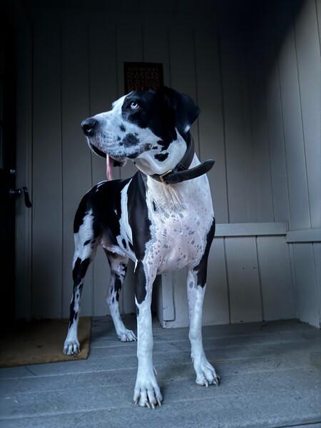 Entry image for Gia. Clicking this image will show a larger photo