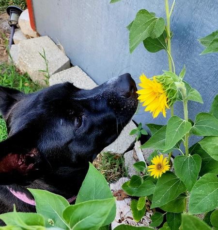 Entry image for Gracie. Clicking this image will show a larger photo