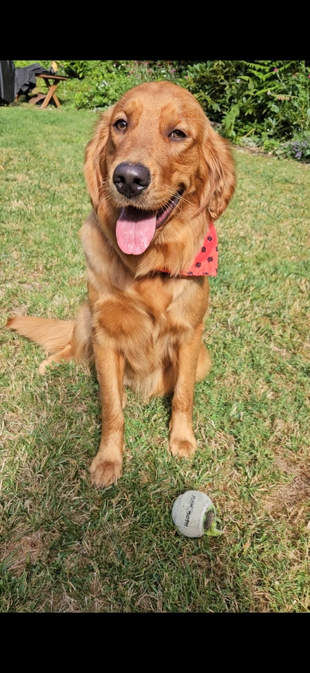Entry image for Archie. Clicking this image will show a larger photo