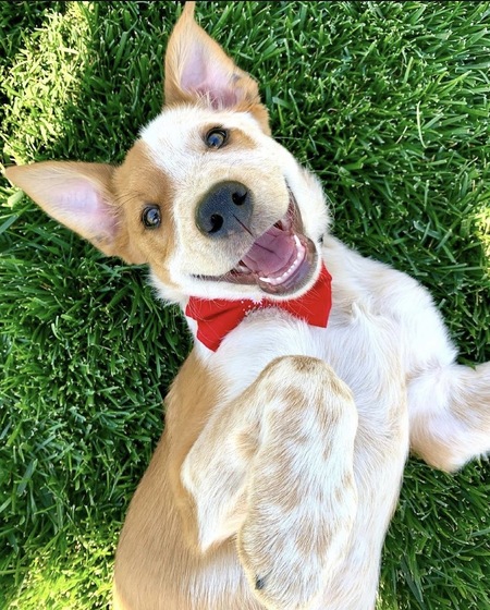 Entry image for Tucker. Clicking this image will show a larger photo
