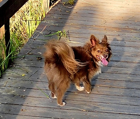 Entry image for Lola. Clicking this image will show a larger photo