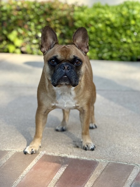 Entry image for Rocco. Clicking this image will show a larger photo
