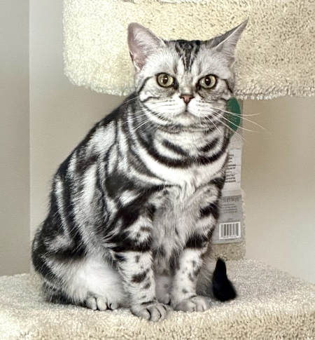 Entry image for Penelope . Clicking this image will show a larger photo